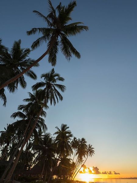 Fiji-Vanua Levu Beach sunset with palm trees